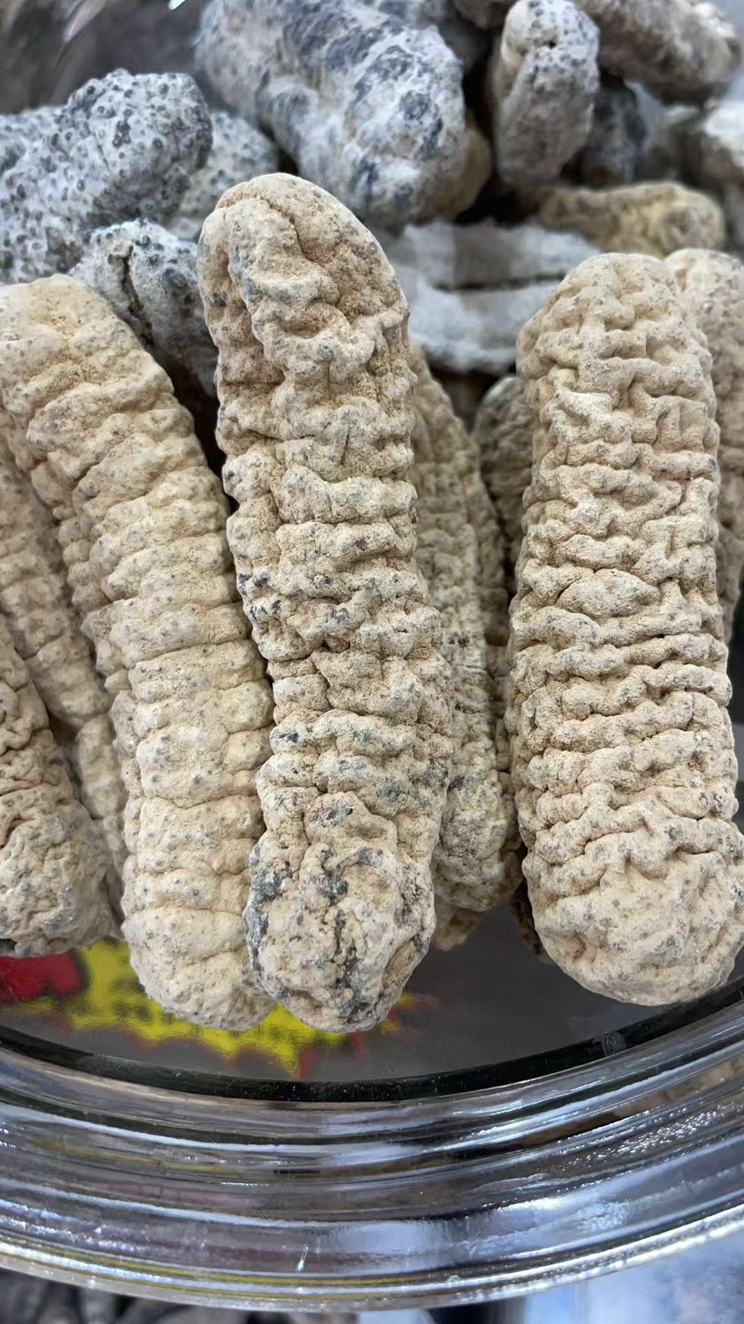 澳洲黄玉参 6-8头
